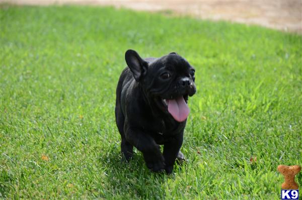 french bulldog puppy posted by cbrigman4112
