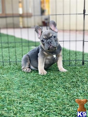 a french bulldog dog sitting on grass