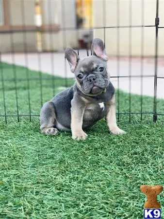 French Bulldog puppy for sale