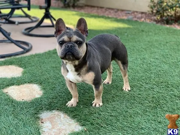 French Bulldog stud dog