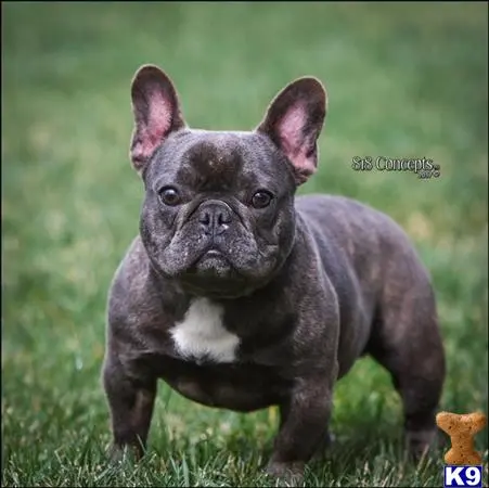 French Bulldog stud dog