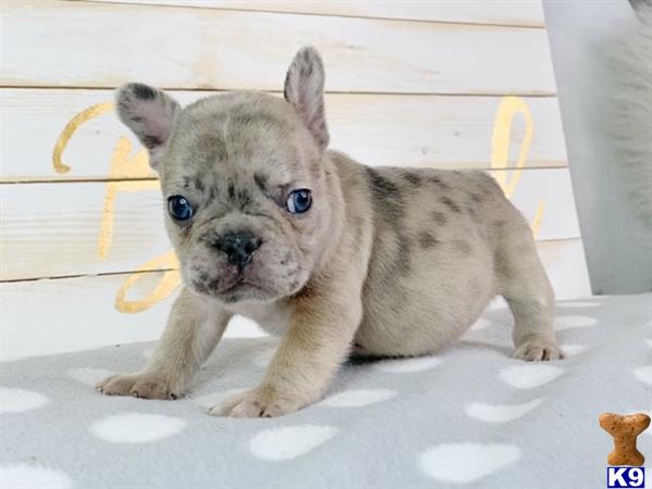 merlin french bulldog for sale