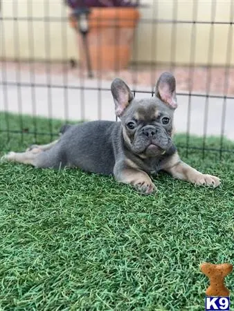 French Bulldog puppy for sale