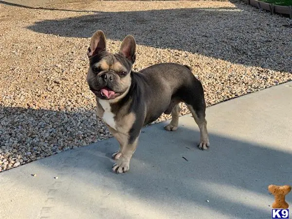 French Bulldog stud dog