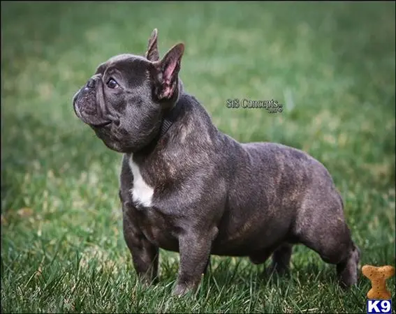 French Bulldog stud dog