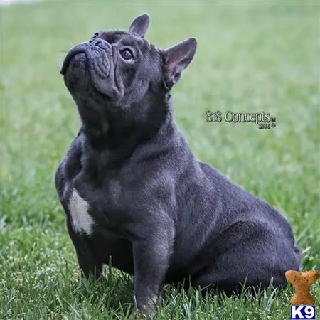 French Bulldog stud dog