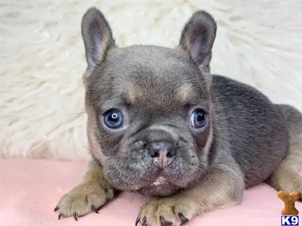 French Bulldog puppy for sale