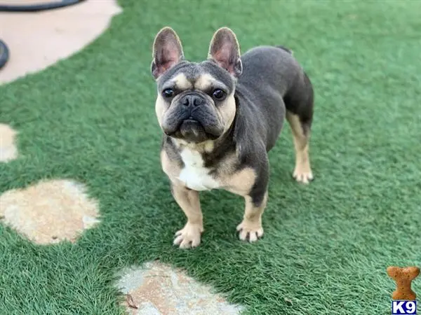 French Bulldog stud dog