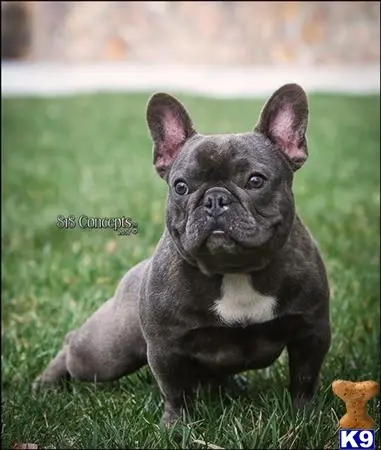 French Bulldog stud dog