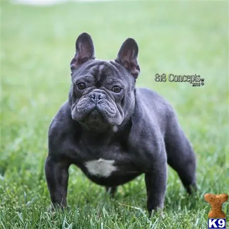 French Bulldog stud dog