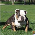 English Bulldog stud dog: Brindle and white English Bulldog standing on green grass