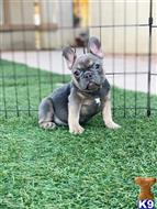french bulldog puppy posted by cbrigman4112