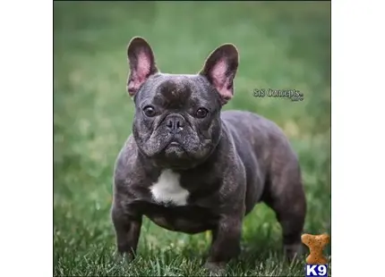 a small black french bulldog dog