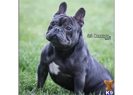 French Bulldog