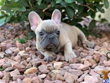 french bulldog puppy posted by cbrigman4112