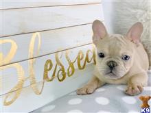 french bulldog puppy posted by cbrigman4112