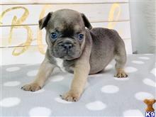 french bulldog puppy posted by cbrigman4112