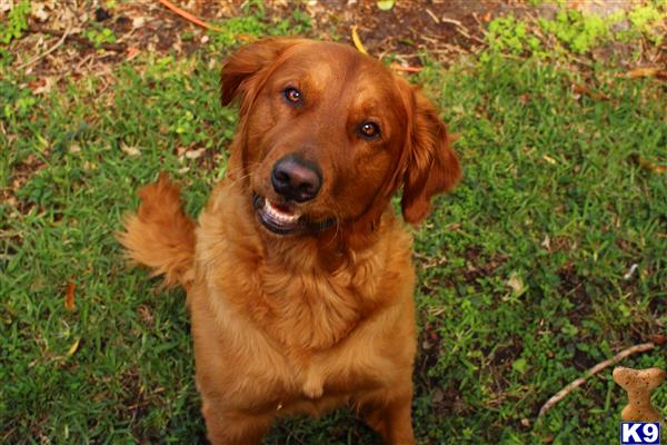 a golden retriever dog sitting in the grass