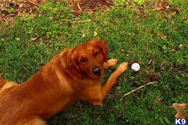 Golden Retriever stud dog