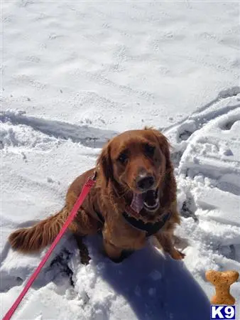 Golden Retriever stud dog