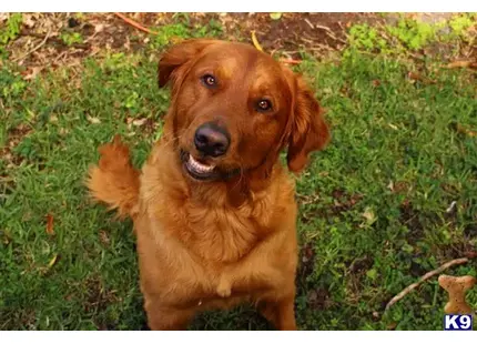 Golden Retriever