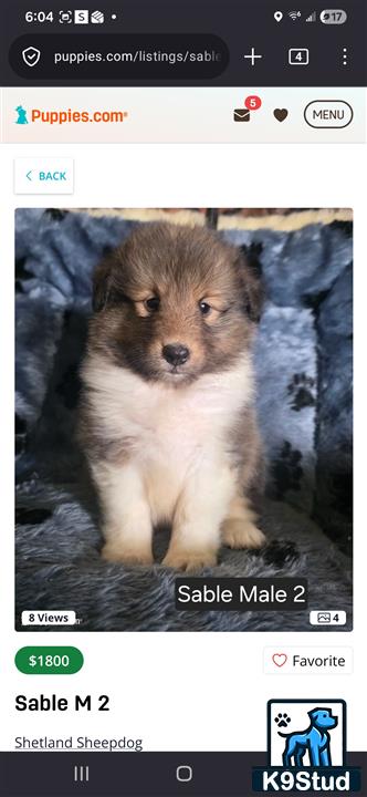 a screenshot of a shetland sheepdog dog