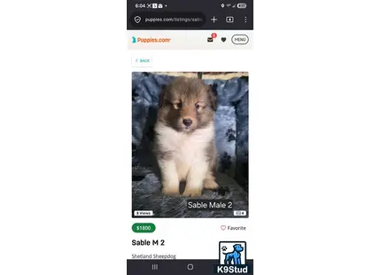 a screenshot of a shetland sheepdog dog
