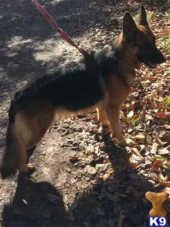 German Shepherd female dog