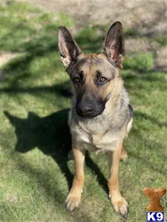 German Shepherd female dog: Tan and black German Shepherd sitting on green grass