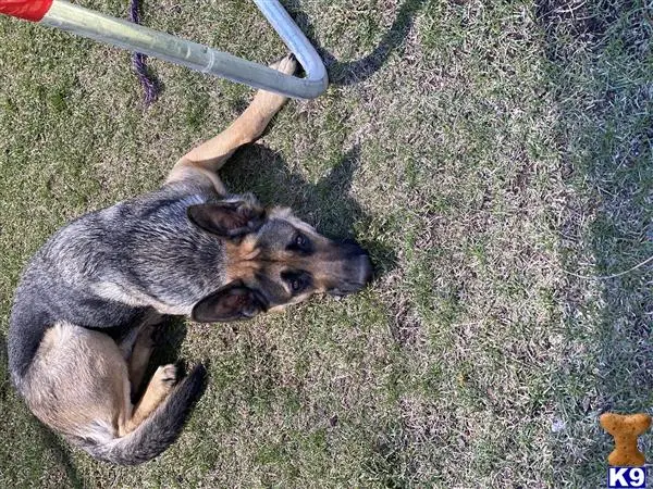German Shepherd female dog: German Shepherd lying on grass, with a brown and black coat