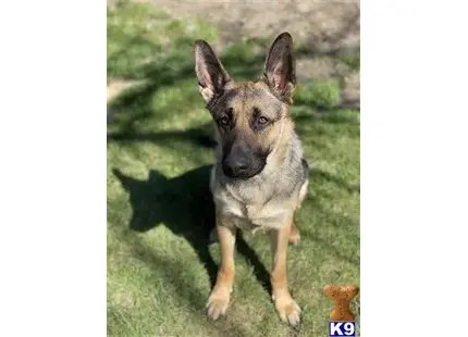 German Shepherd