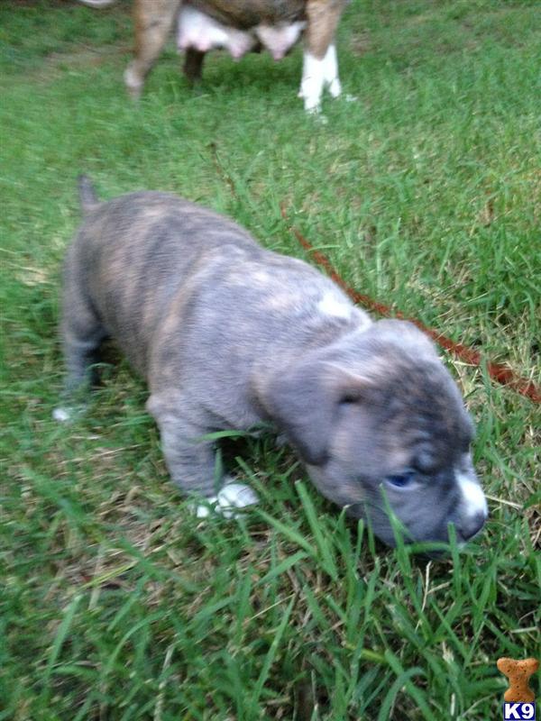 american pit bull puppy posted by ccavins11
