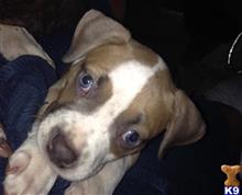 American Pit Bull