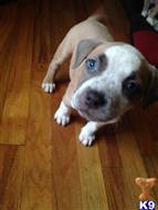 American Pit Bull