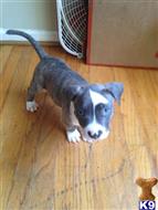 American Pit Bull