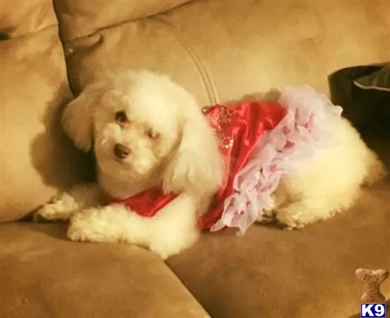 Poodle female dog