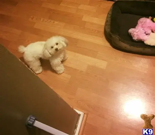 Poodle female dog