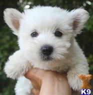 west highland white terrier puppy posted by cckatiedwa