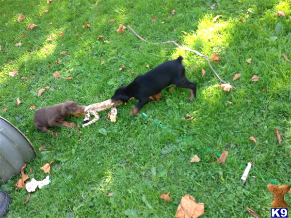 doberman pinscher puppy posted by ccondon