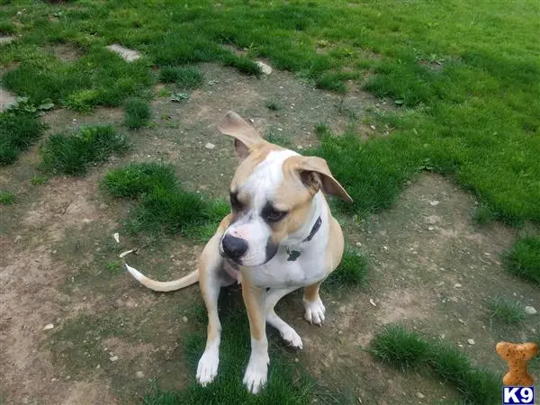 American Bulldog female dog