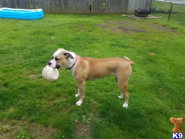 American Bulldog female dog