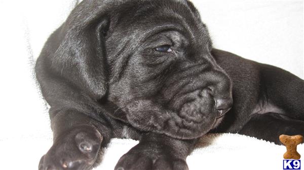 great dane puppy posted by ccstewart