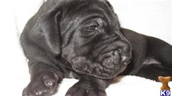 great dane puppy posted by ccstewart
