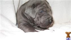 great dane puppy posted by ccstewart