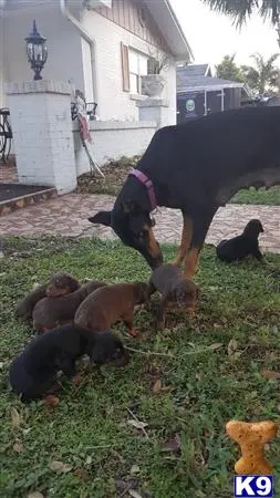 Doberman Pinscher puppy for sale