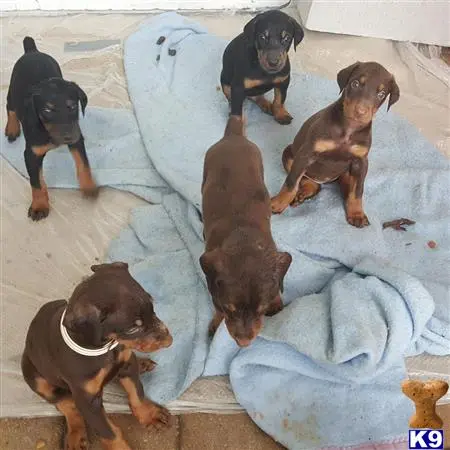 Doberman Pinscher puppy for sale