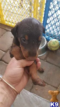 Doberman Pinscher puppy for sale