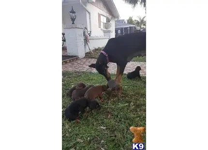 Doberman Pinscher