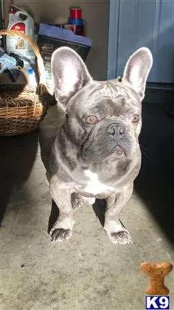 French Bulldog stud dog