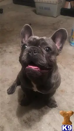 French Bulldog stud dog